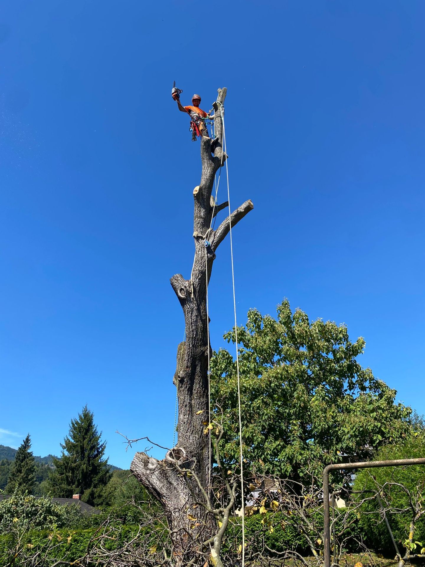 BAUMABTRAGUNG